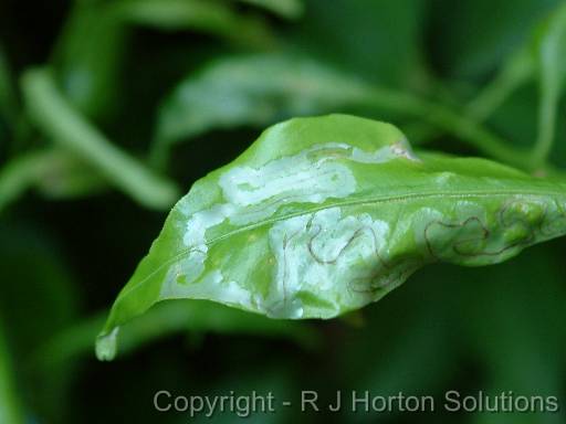 Citrus Leaf Miner _2 